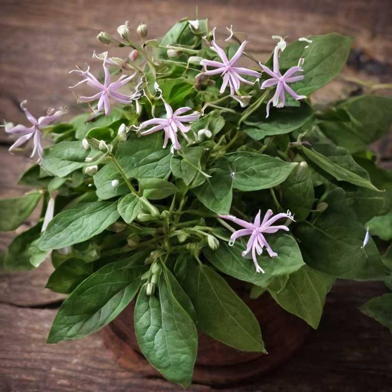 clerodendrum trichotomum