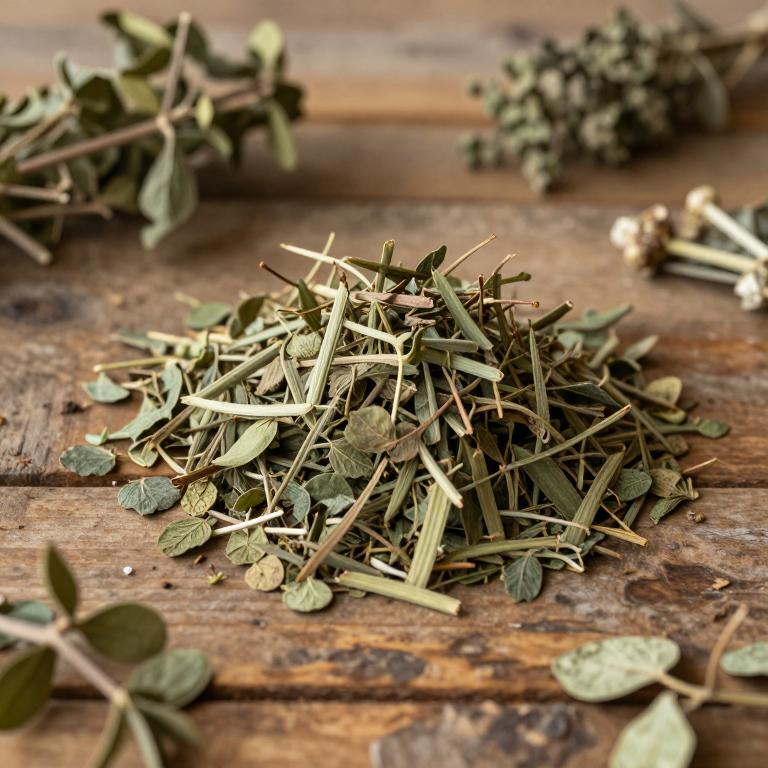 Cleyera japonica var. japonica