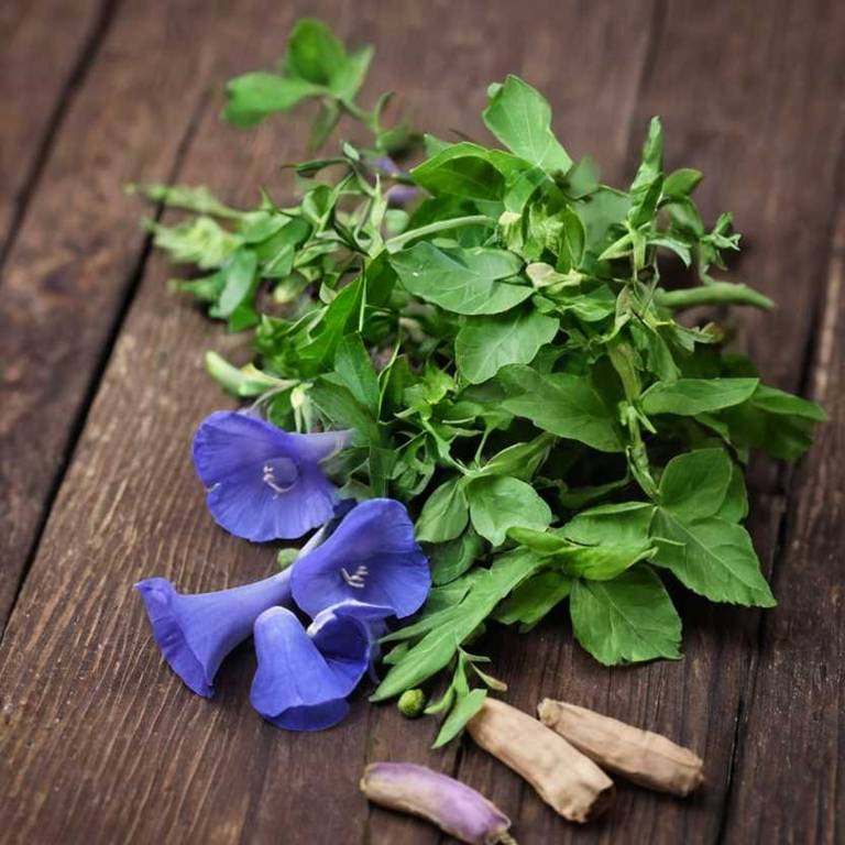 clitoria ternatea