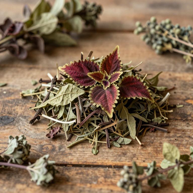 Coleus abyssinicus