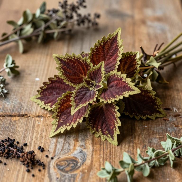 Coleus amoenus