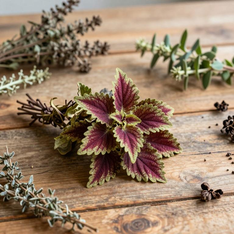Coleus barbatus var. barbatus