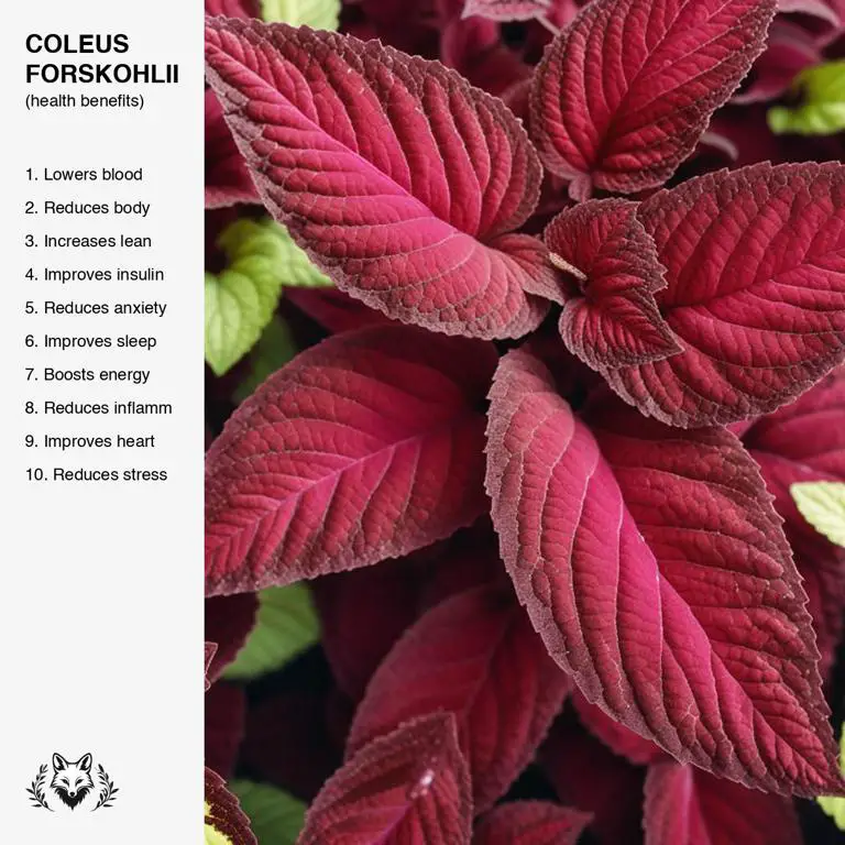 benefits of Coleus forskohlii