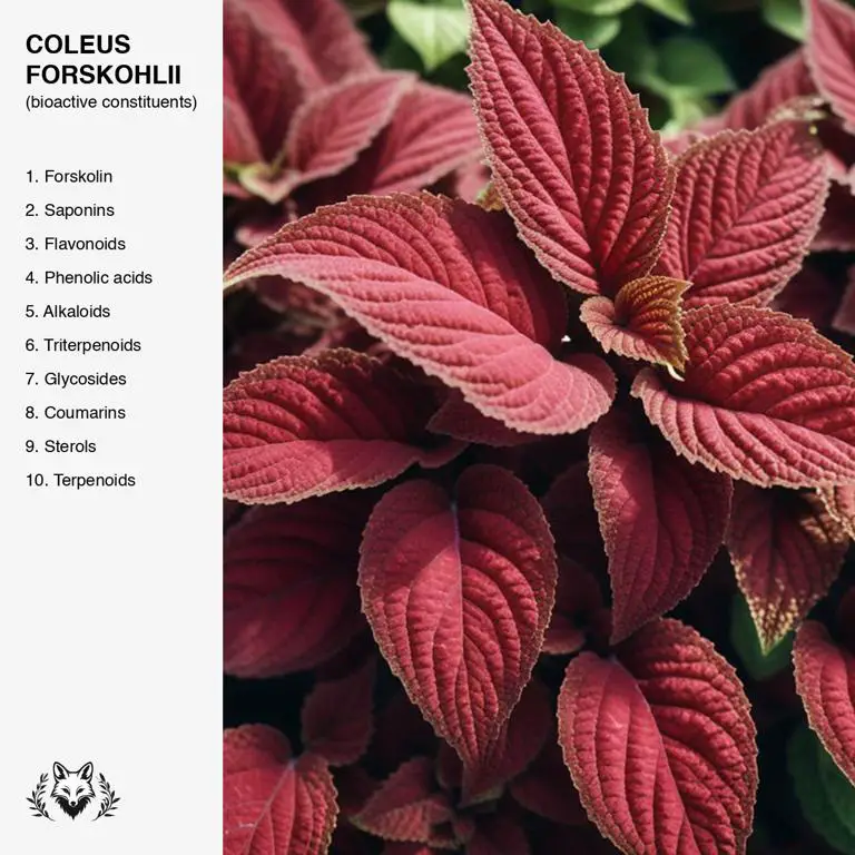 constituents of Coleus forskohlii