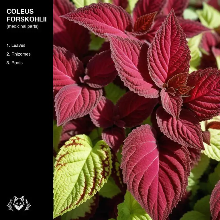 parts of Coleus forskohlii