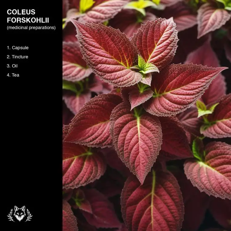 preparations of Coleus forskohlii