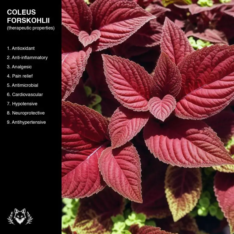 properties of Coleus forskohlii