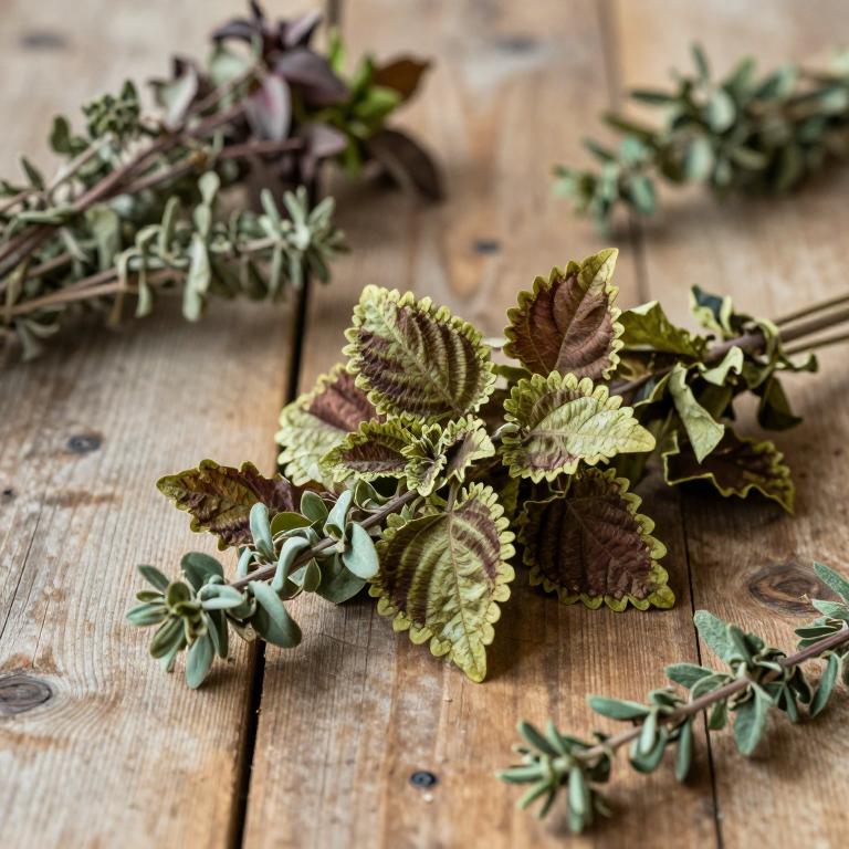 Coleus grandidentatus