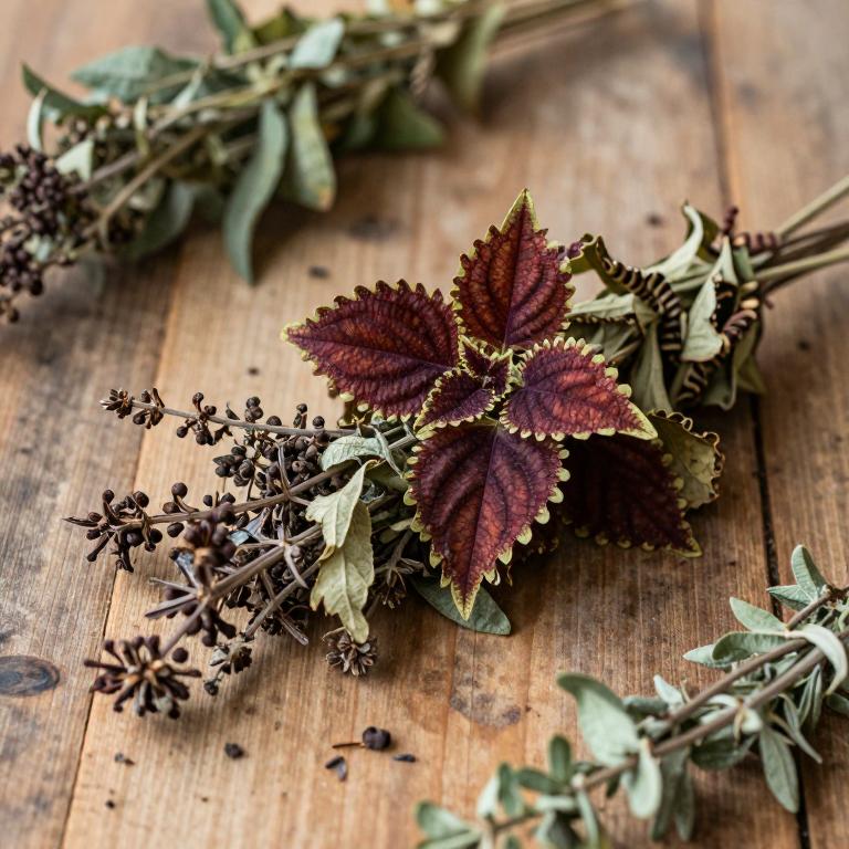 Coleus strobilifer