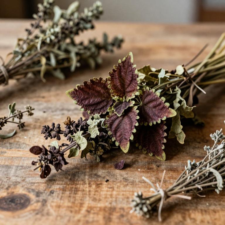 Coleus