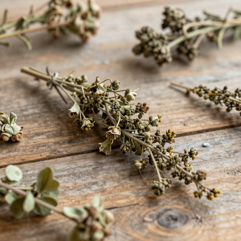 Combretum adenogonium