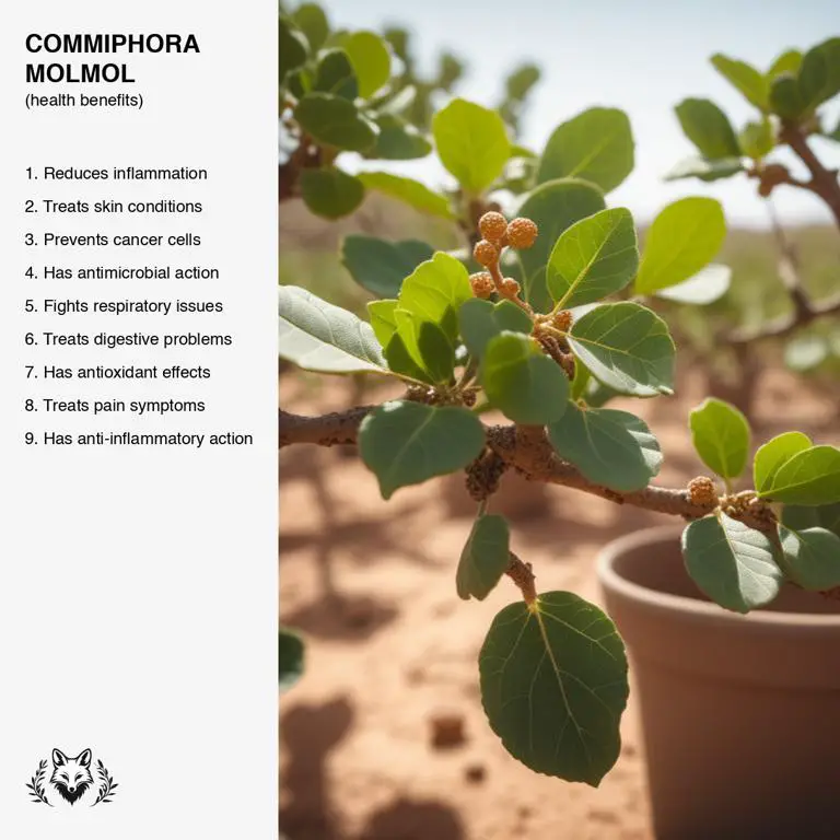 benefits of Commiphora molmol