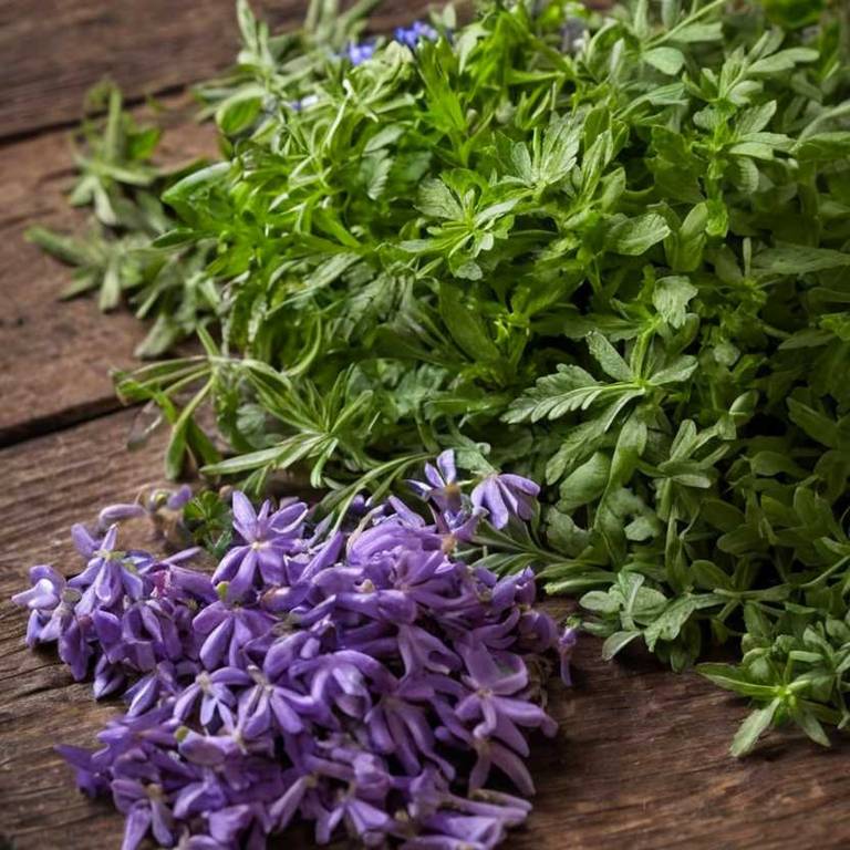 corydalis turtschaninovii