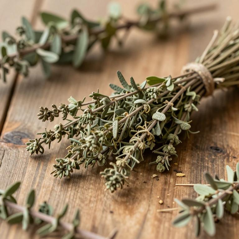 Coussarea brevicaulis