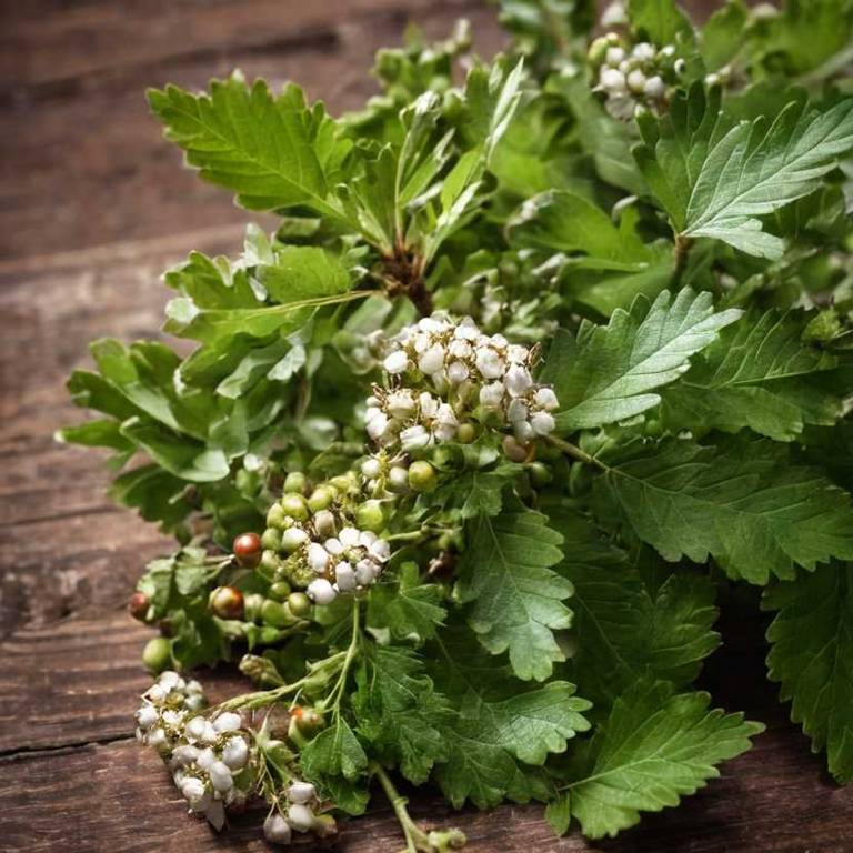 crataegus laevigata