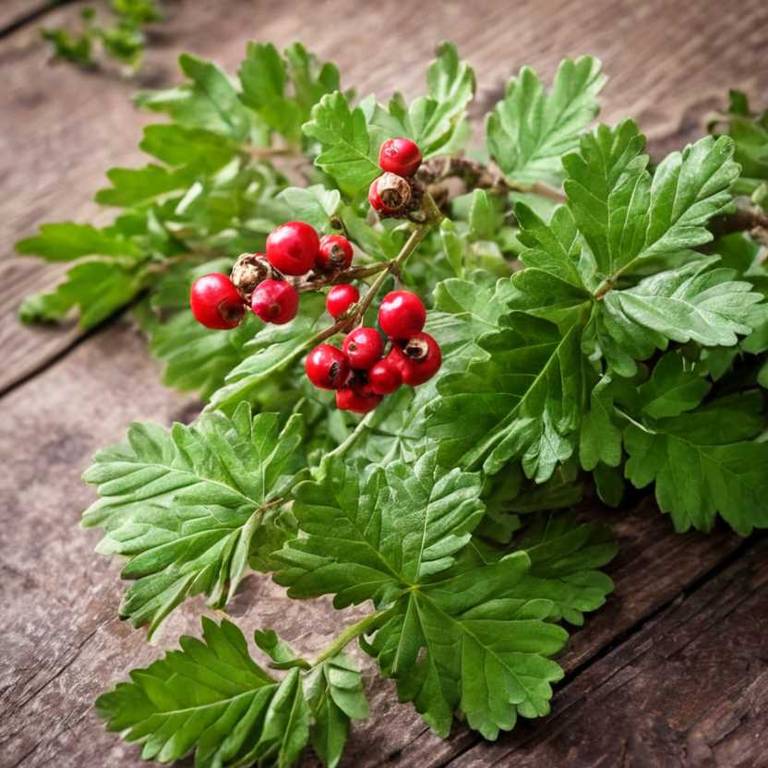 crataegus oxyacantha