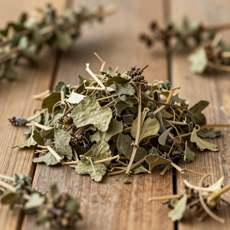 Cuscuta