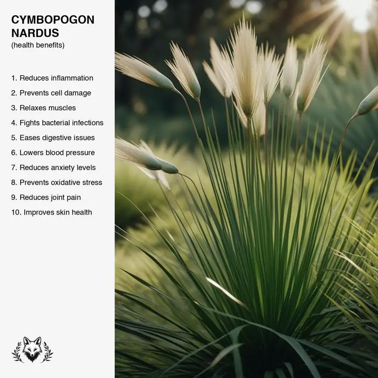 benefits of Cymbopogon nardus