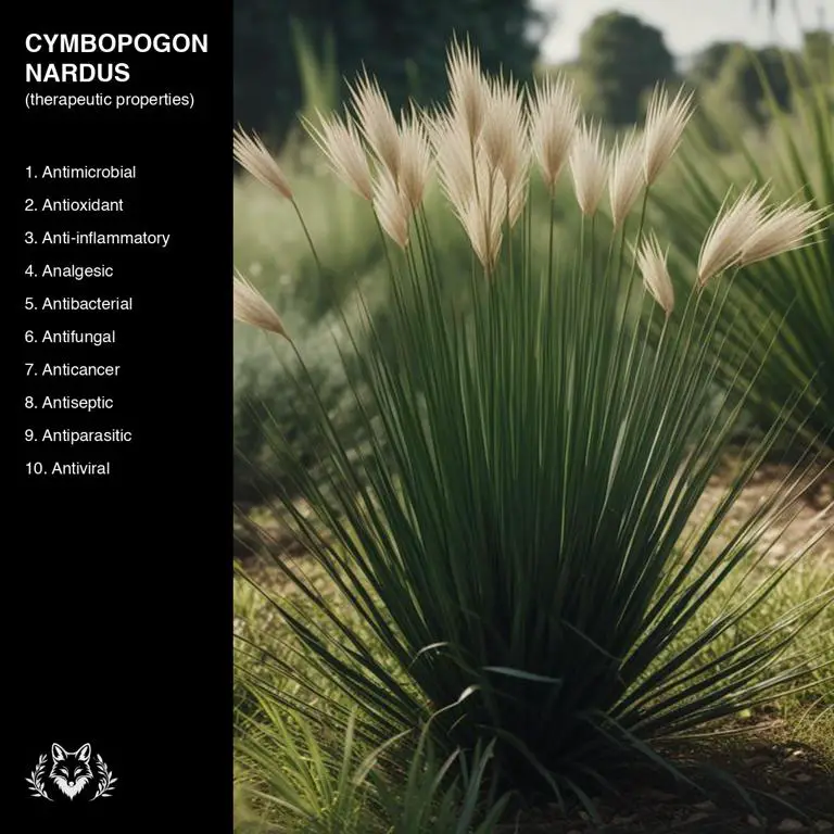 properties of Cymbopogon nardus