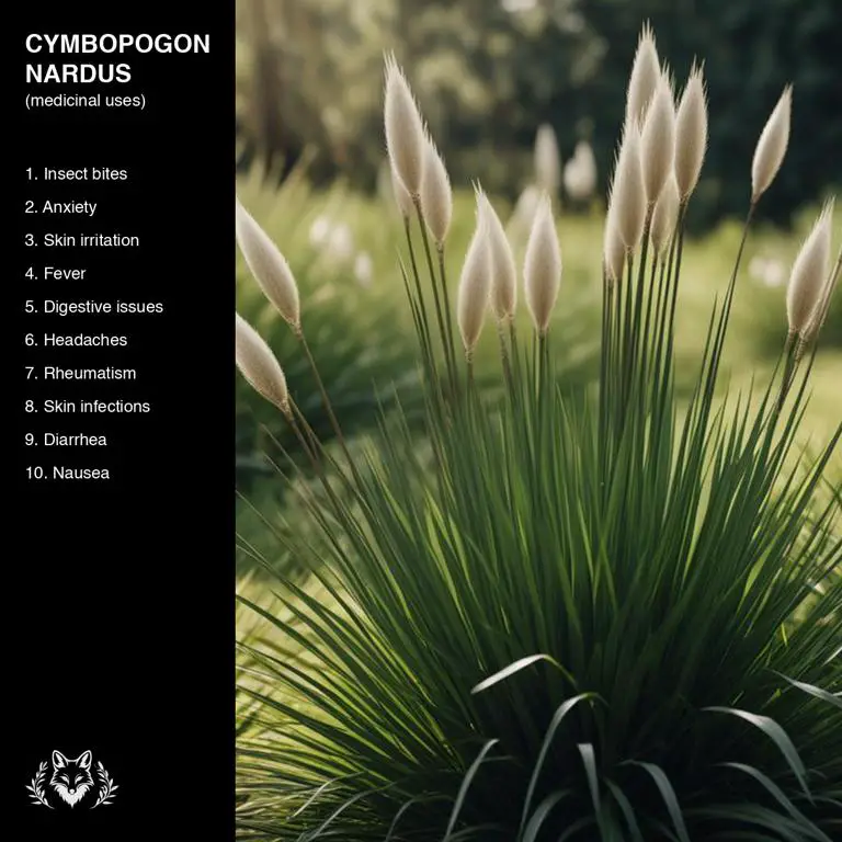 uses of Cymbopogon nardus