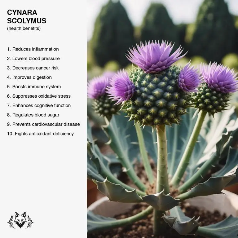 benefits of Cynara scolymus