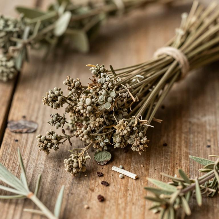 Cyperus conglomeratus
