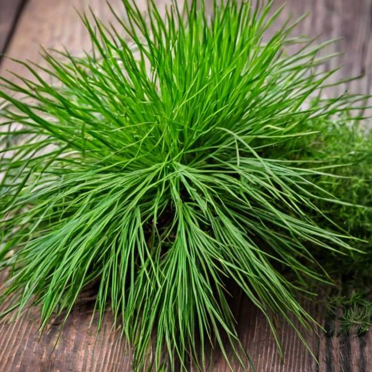 cyperus esculentus