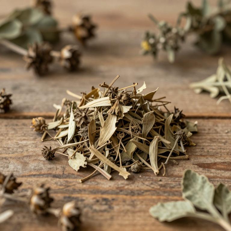 Datura innoxia