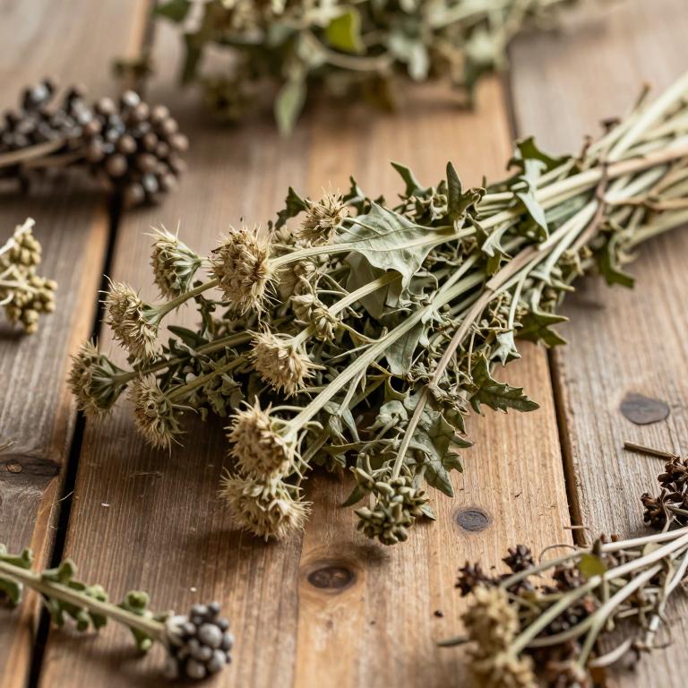 Daucus muricatus