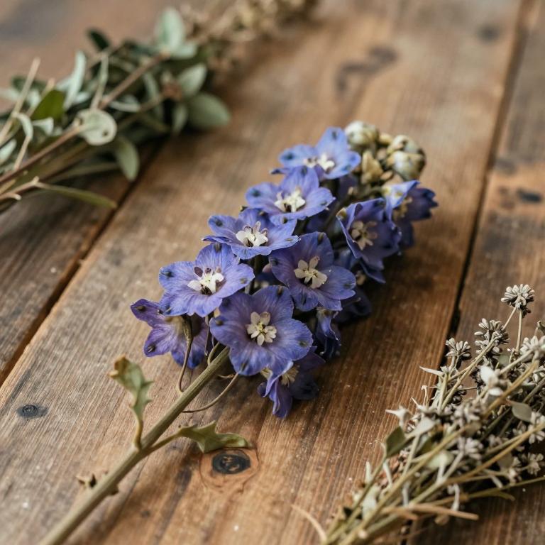 Delphinium oliverianum