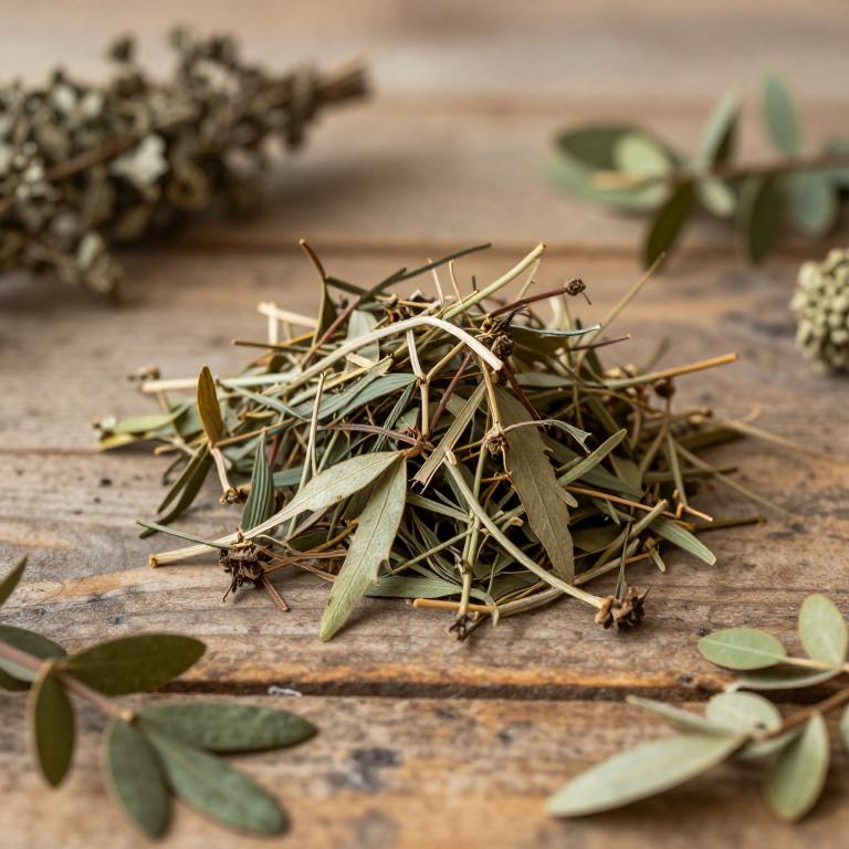 Dendropanax oligodontus