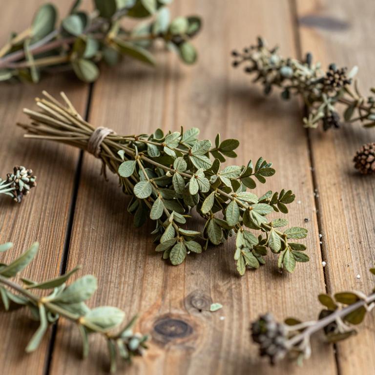 Derris ovalifolia