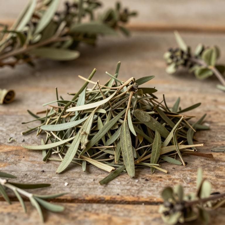 Drimys angustifolia