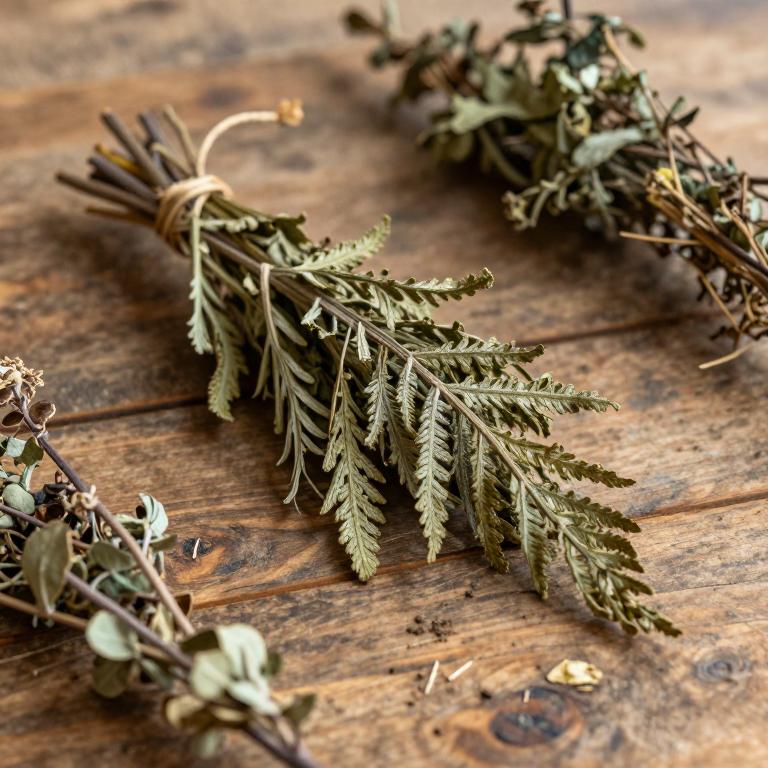 Dryopteris erythrosora