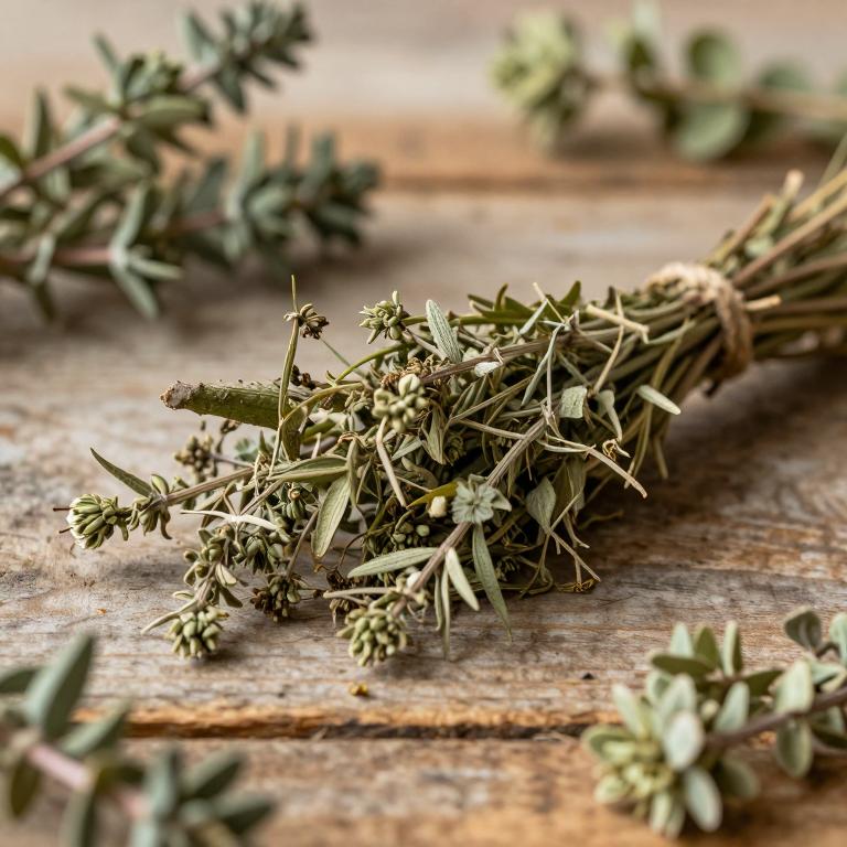 Ducrosia anethifolia