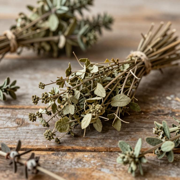 Ducrosia flabellifolia