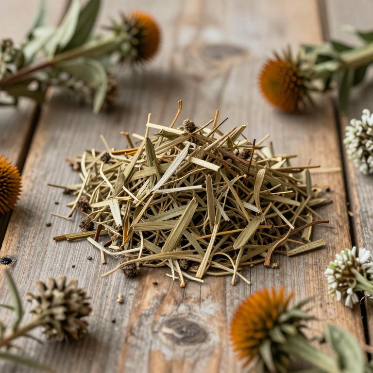 Echinacea simulata