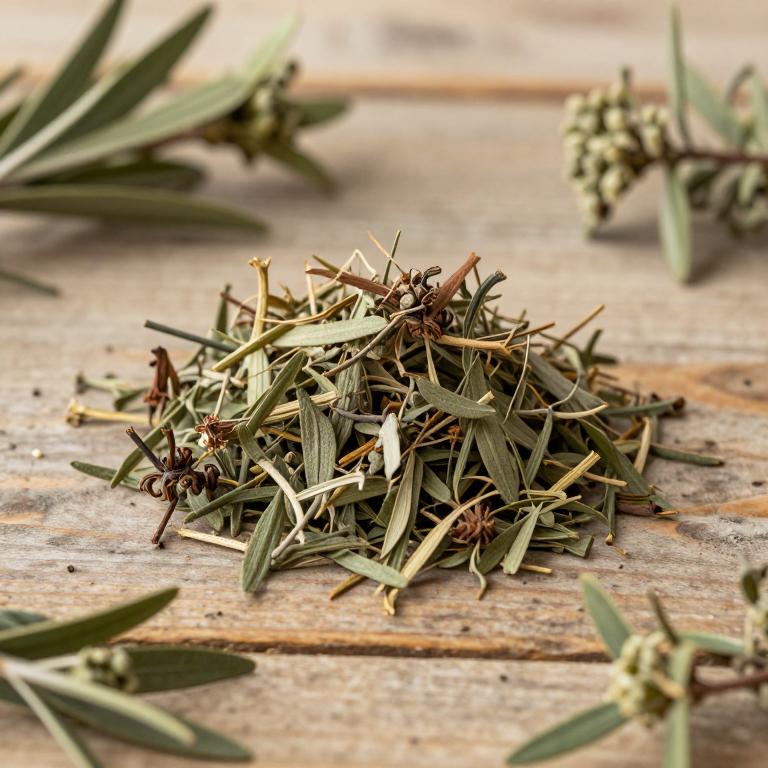 Elaeagnus mollis