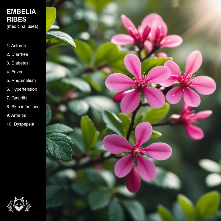 uses of Embelia ribes