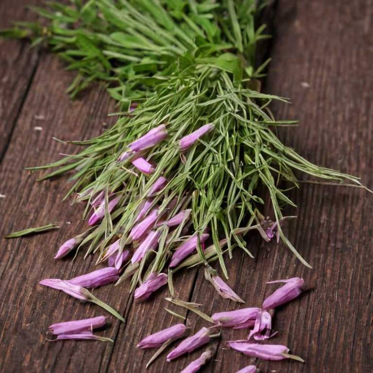 epilobium angustifolium