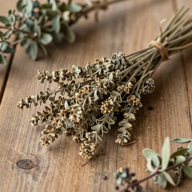 Erica verticillata