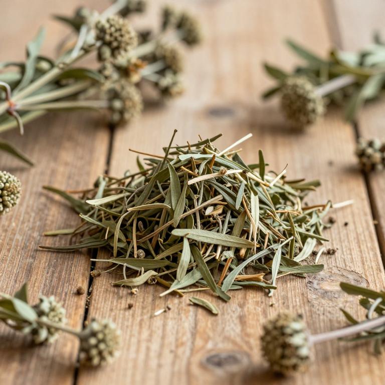 Eryngium bourgatii