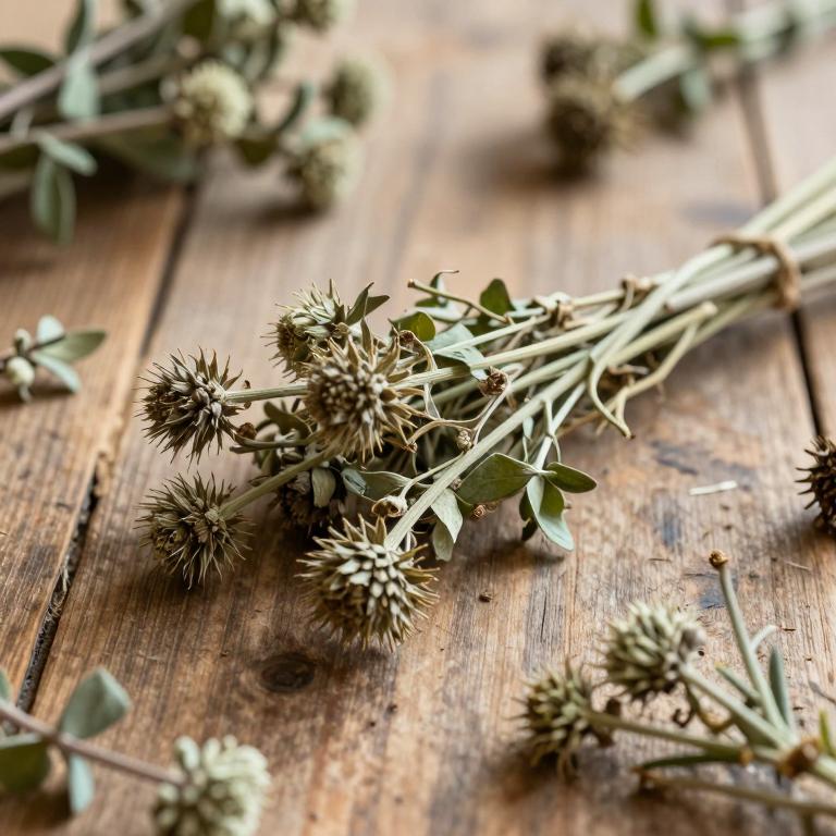 Eryngium fluitans