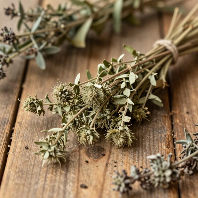 Eryngium montanum