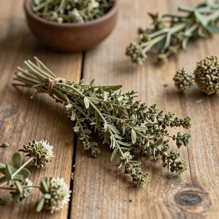 Eryngium thyrsoideum