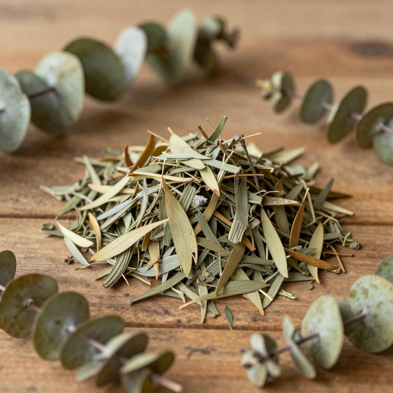Eucalyptus alba