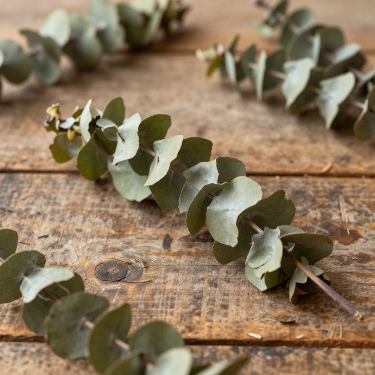Eucalyptus albens