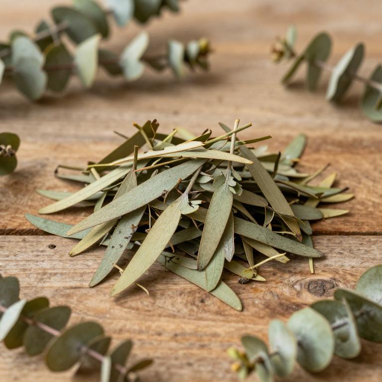 Eucalyptus amygdalina