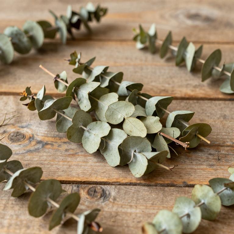 Eucalyptus angulosa