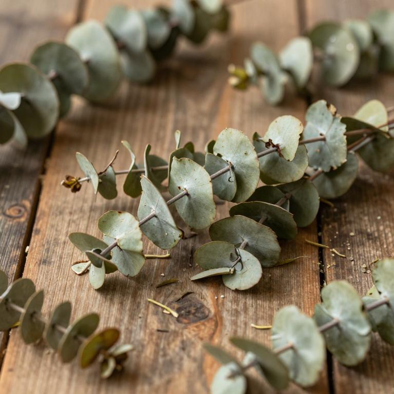 Eucalyptus astringens